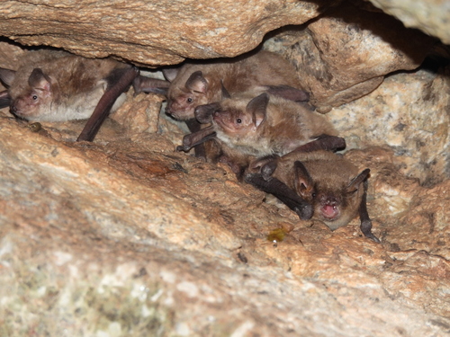 Cave Myotis
