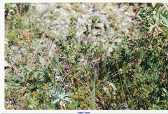 Anthyllis vulneraria