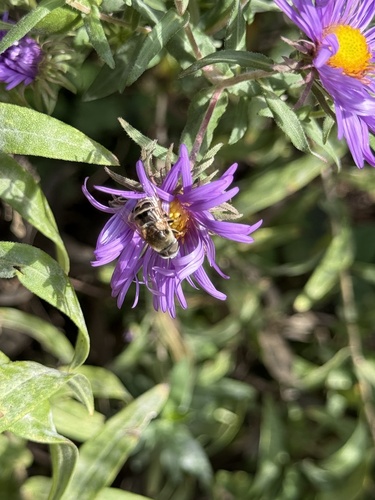 Unknown species found near Faust Park Thornhill Home and Historical Village, Chesterfield, MO, US