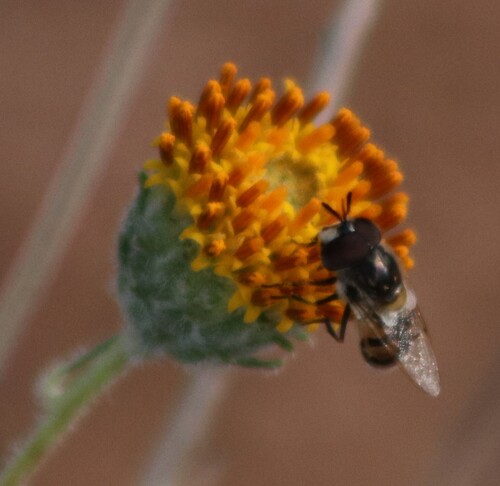 Unknown species found near Loma Verde Trl, Tucson, AZ, USA