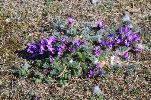 Oxytropis wrangelii