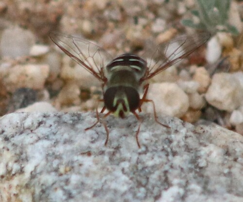 Unknown species found near Loma Verde Trl, Tucson, AZ, USA