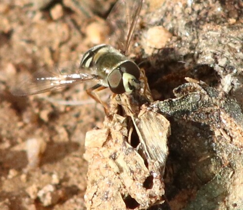 Unknown species found near Loma Verde Trl, Tucson, AZ, USA