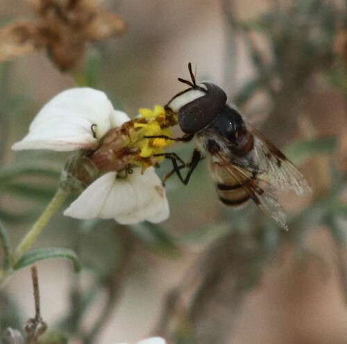 Unknown species found near Loma Verde Trl, Tucson, AZ, USA