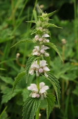 Eriophyton oblongatum