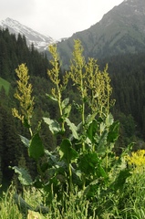 Rumex thianschanicus