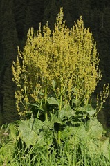 Rumex thianschanicus