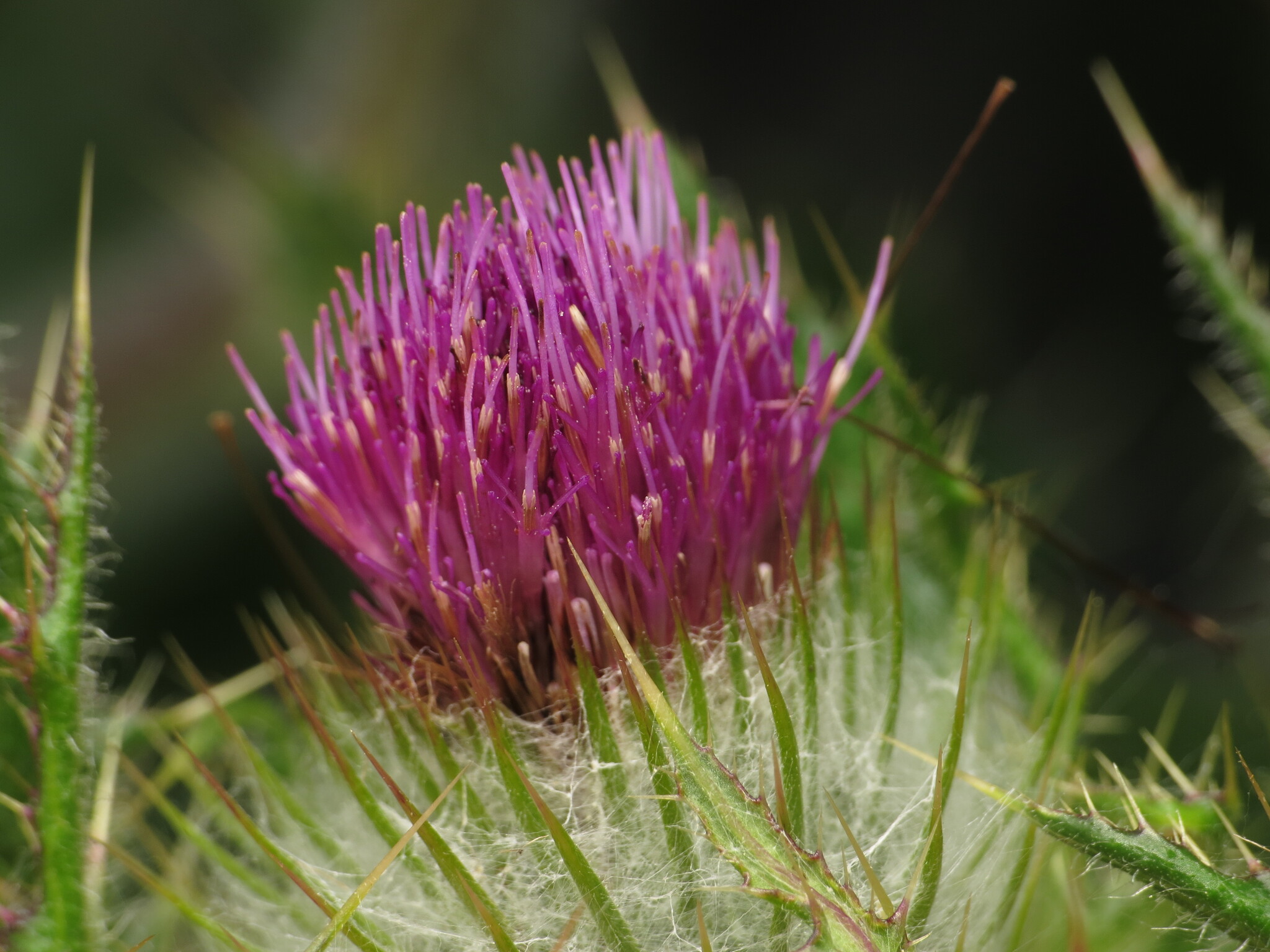 Cirsium X vancouverense
