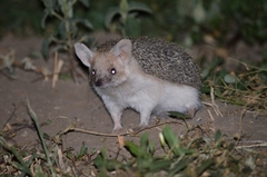 Hemiechinus auritus