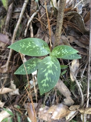 Goodyera daibuzanensis