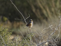 Curruca conspicillata