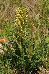Pedicularis pubiflora