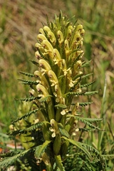 Pedicularis pubiflora