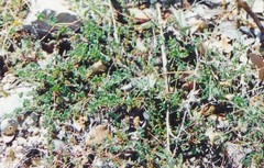 Coronilla minima