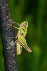 Praxibulus tectatus