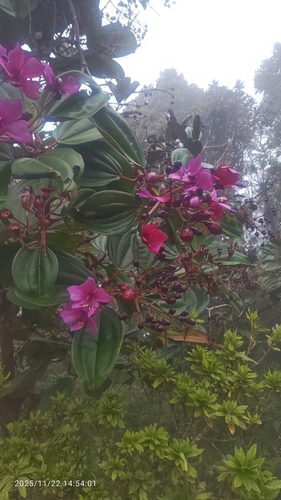 motley meriania (Meriania nobilis)