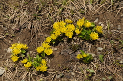 Oxygraphis glacialis