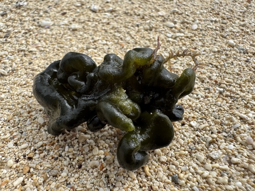 Codium arabicum observed 2025-11-09