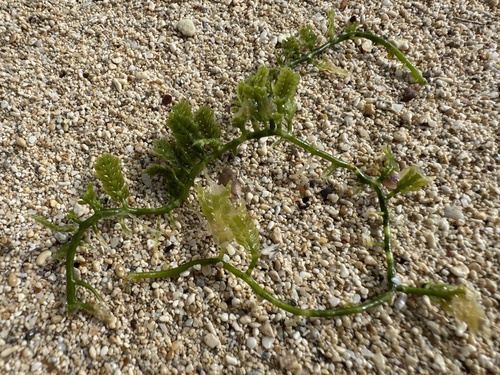 Caulerpa taxifolia observed 2025-11-09