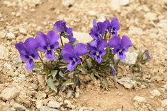 Viola altaica