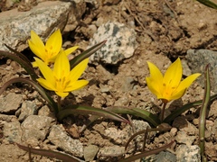 Tulipa dasystemon