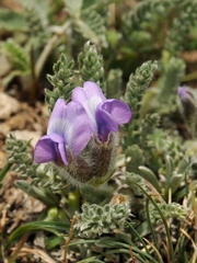 Oxytropis chionobia