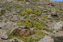 Thylacospermum caespitosum