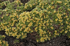 Potentilla tetrandra