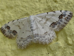 Scopula decorata