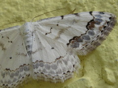 Scopula decorata