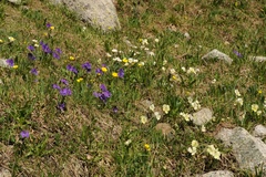 Viola altaica