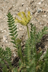 Oxytropis recognita