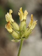 Oxytropis recognita