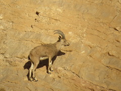 Capra nubiana