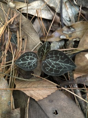 Anoectochilus formosanus