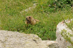 Marmota baibacina