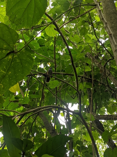 Rhipidura rufifrons observed 2020-01-09