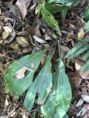 Calanthe aristulifera