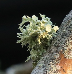 Ramalina dilacerata