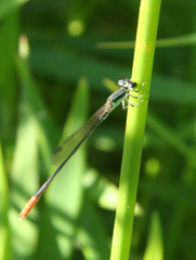 Agriocnemis femina femina