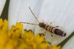 Entomobrya superba
