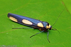 Monosyntaxis holmanhunti