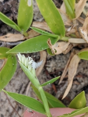 Thuarea involuta