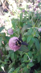Bombus medius