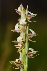 Prasophyllum australe