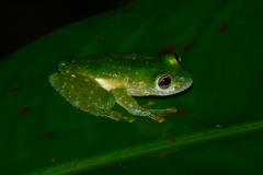 Chiriqui Glass Frog photo 3