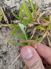 Thuarea involuta