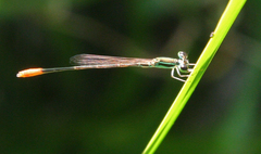 Agriocnemis femina femina