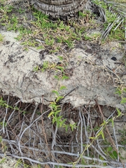Thuarea involuta