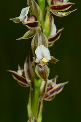 Prasophyllum australe